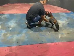 Diduga Kapolsek Kutalimbaru Terima Setoran dari Sabung Ayam: Gudang Alamjaya